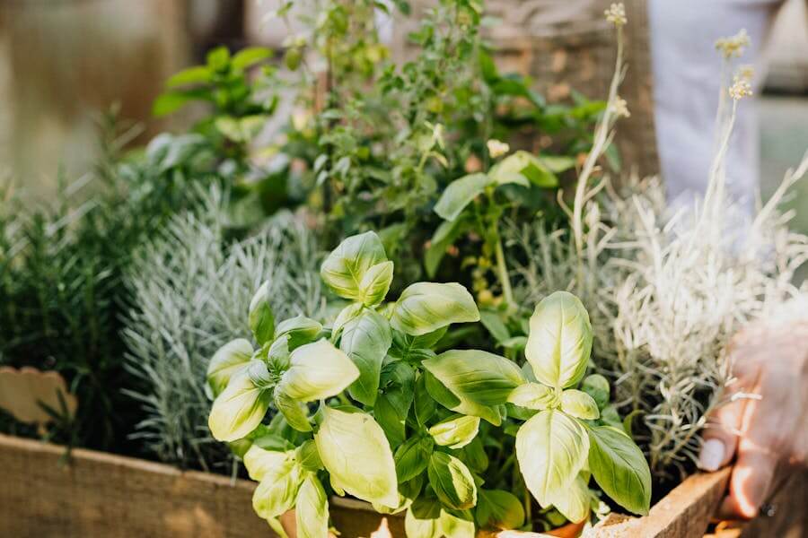 Spring Garden Ideas | Woman holding tray with home grown herbs | Own Home Style